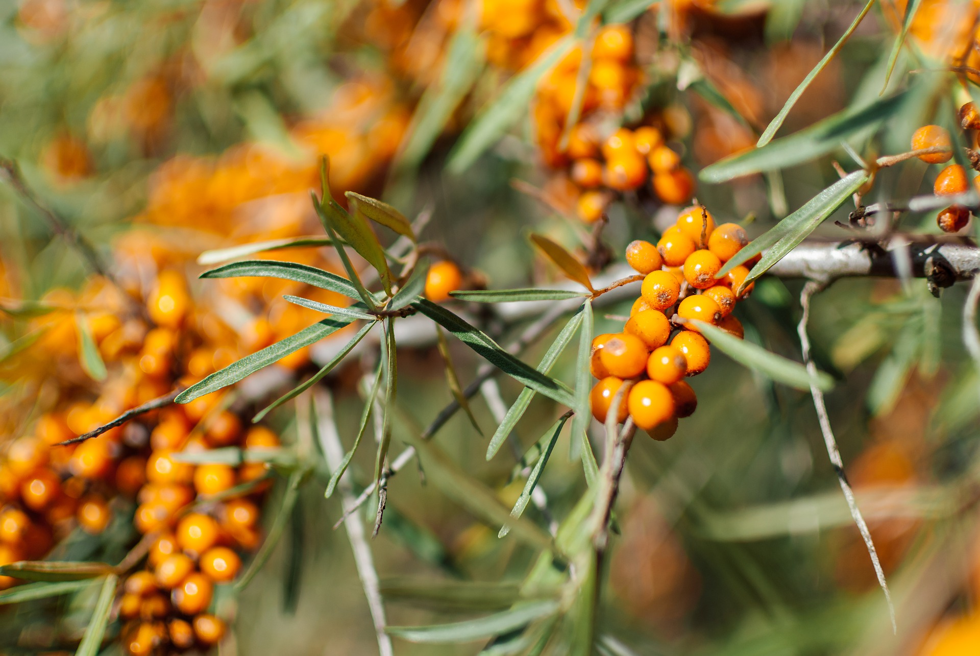 sea-buckthorn-4476860-1920